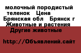 молочный породистый теленок › Цена ­ 7 000 - Брянская обл., Брянск г. Животные и растения » Другие животные   